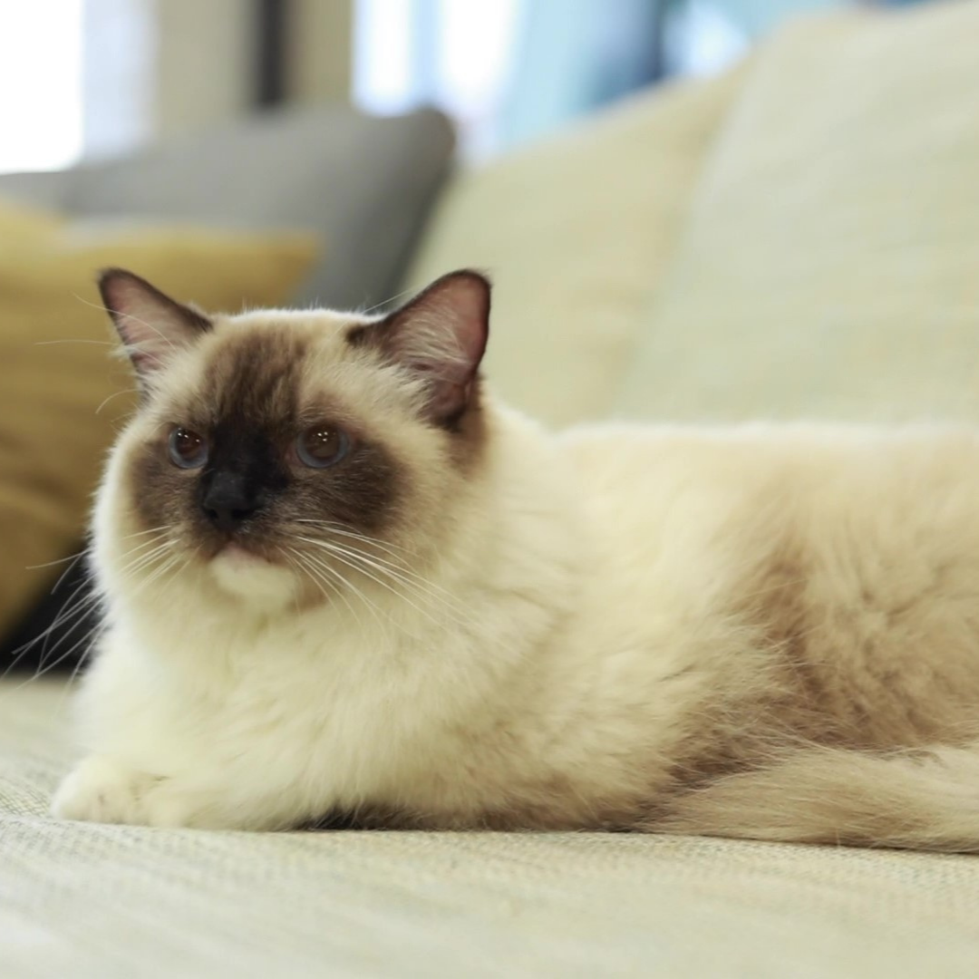 Read more about the article Ragdoll Cats Feeling At Home with FibreGuard